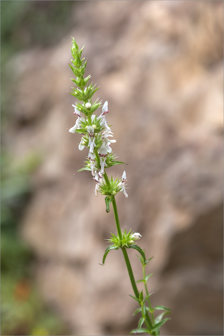 Image of Stachys atherocalyx specimen.