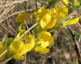 Chamaecytisus ruthenicus