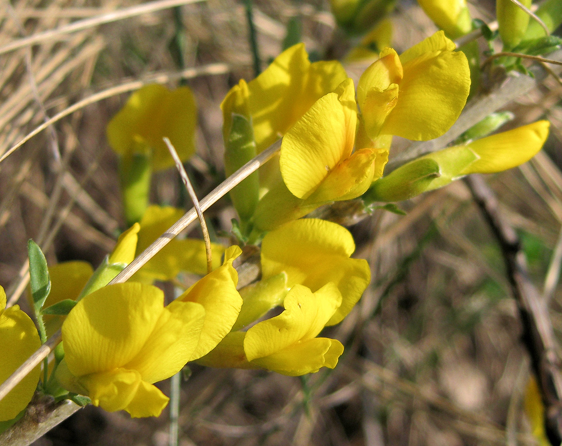 Изображение особи Chamaecytisus ruthenicus.