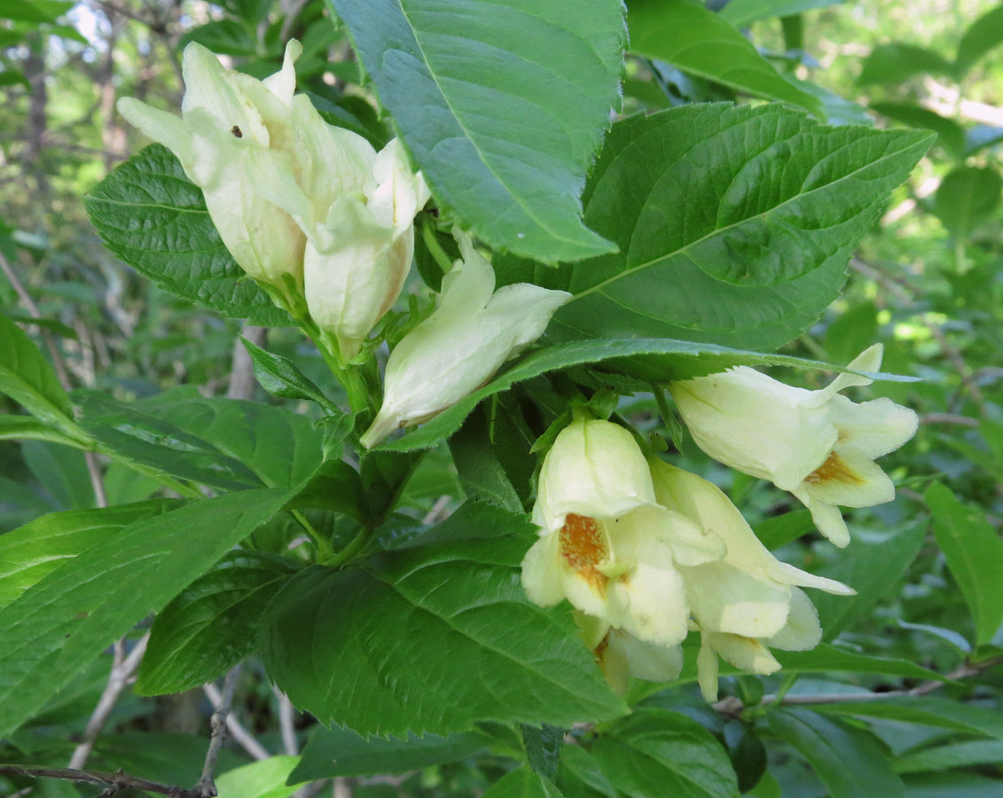 Image of Weigela middendorffiana specimen.