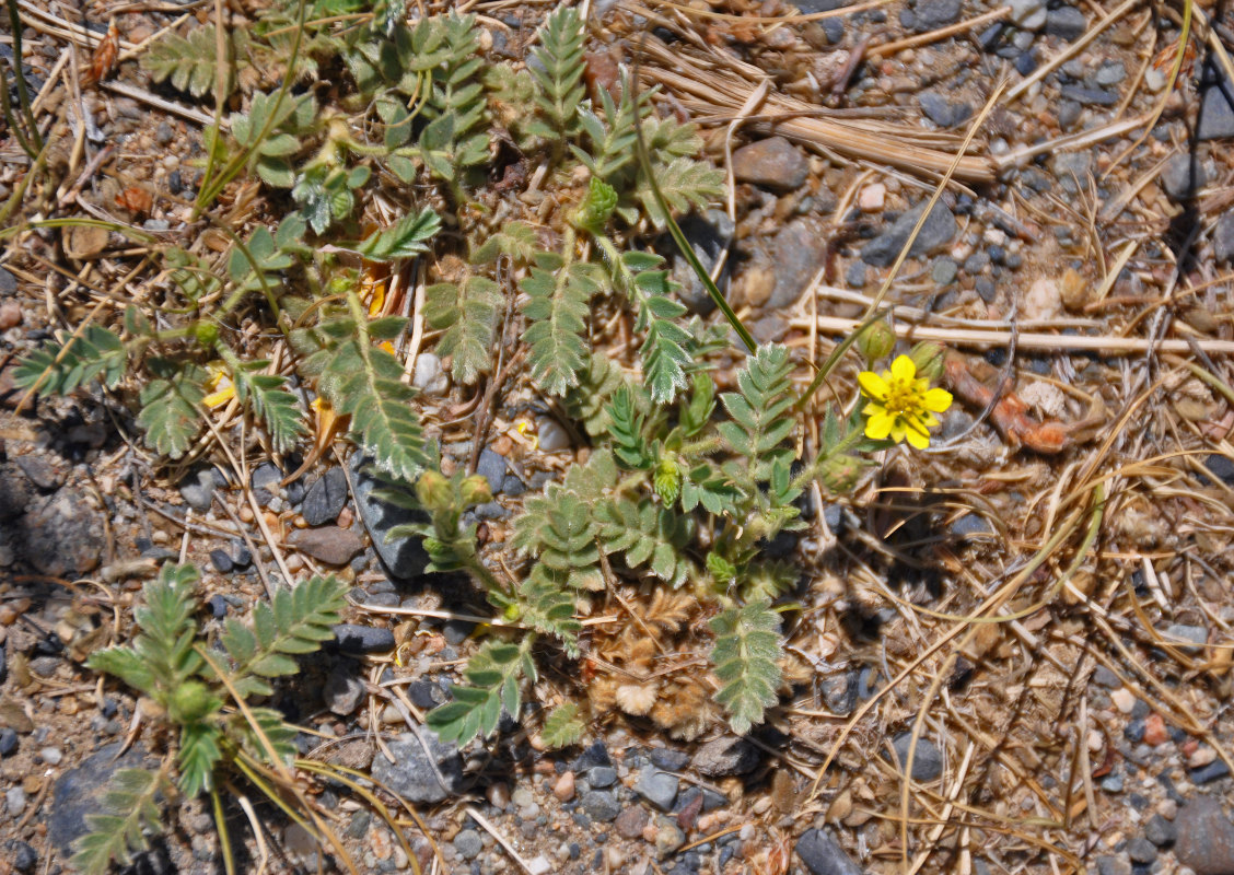 Image of Potentilla bifurca specimen.