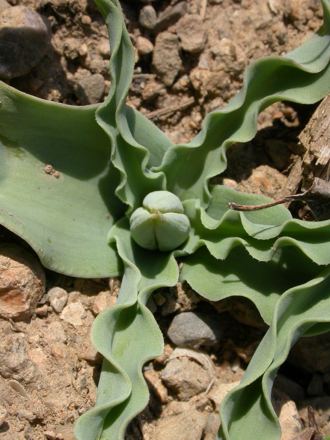 Изображение особи Tulipa zonneveldii.