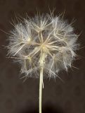 Tragopogon graminifolius