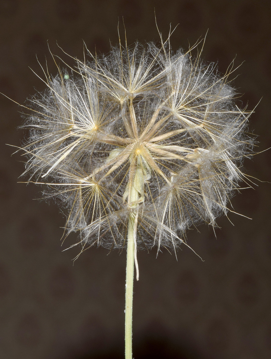 Изображение особи Tragopogon graminifolius.