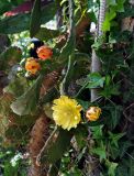 Opuntia discata. Верхушка побега с цветком и бутонами. Абхазия, Гудаутский р-н, Новый Афон, в культуре. 18.07.2017.