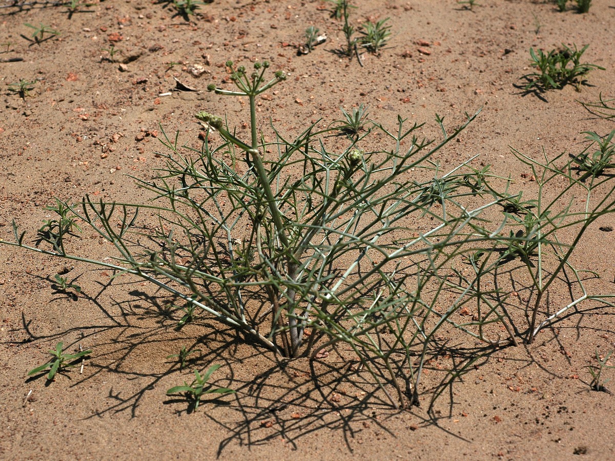 Изображение особи Ferula karelinii.