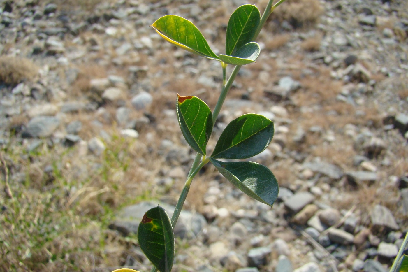 Image of Meristotropis triphylla specimen.