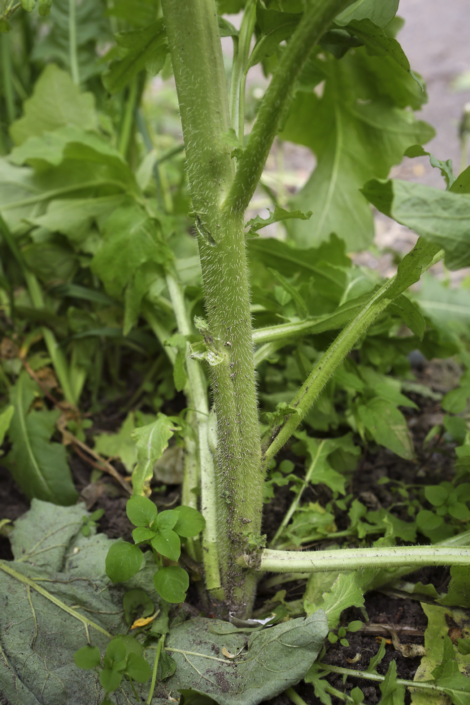 Изображение особи Sisymbrium loeselii.