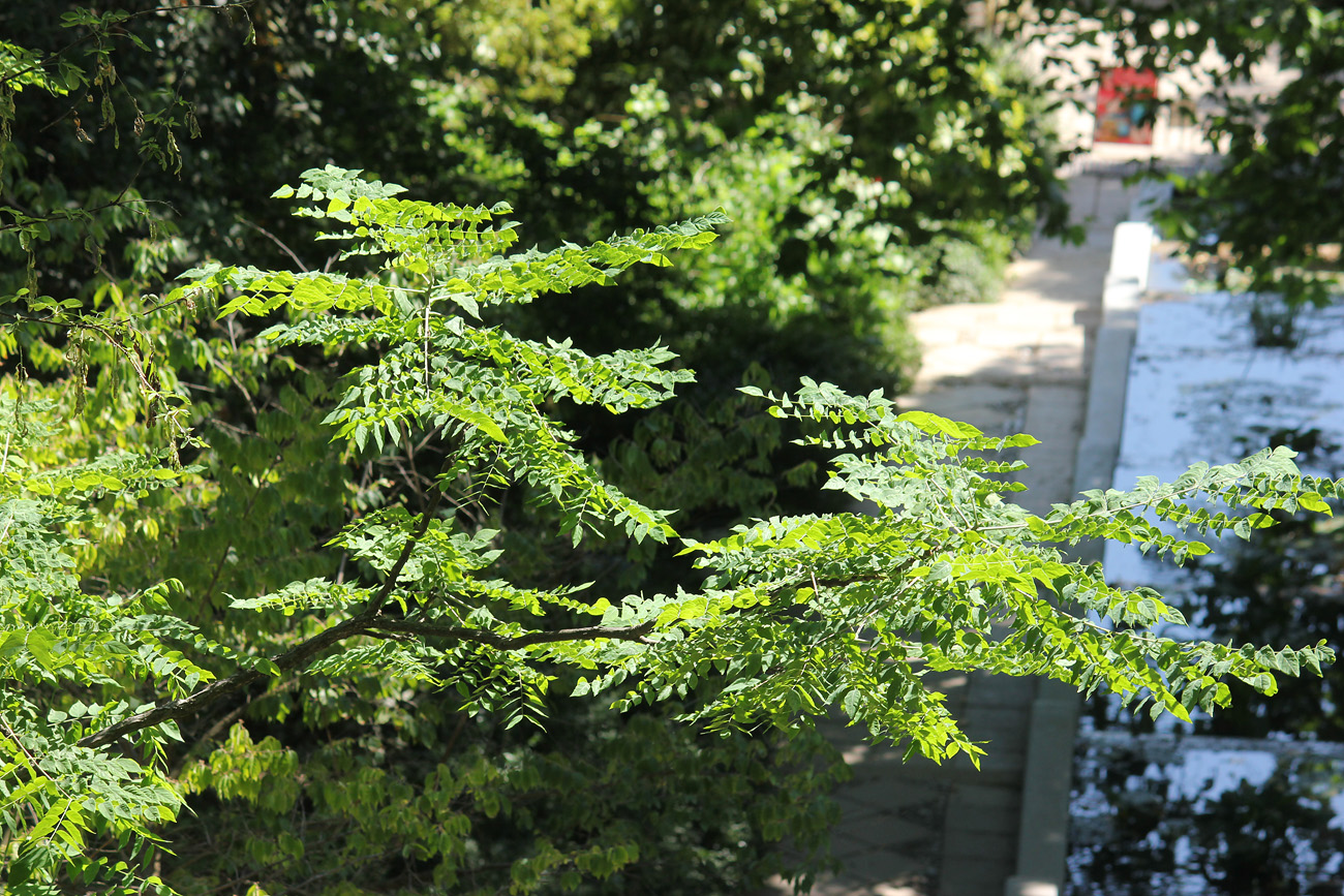 Изображение особи Gymnocladus dioicus.