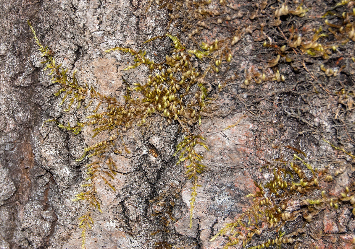 Image of Pylaisia polyantha specimen.