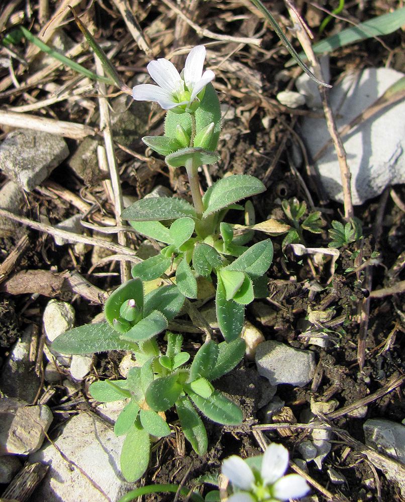 Image of Holosteum umbellatum specimen.