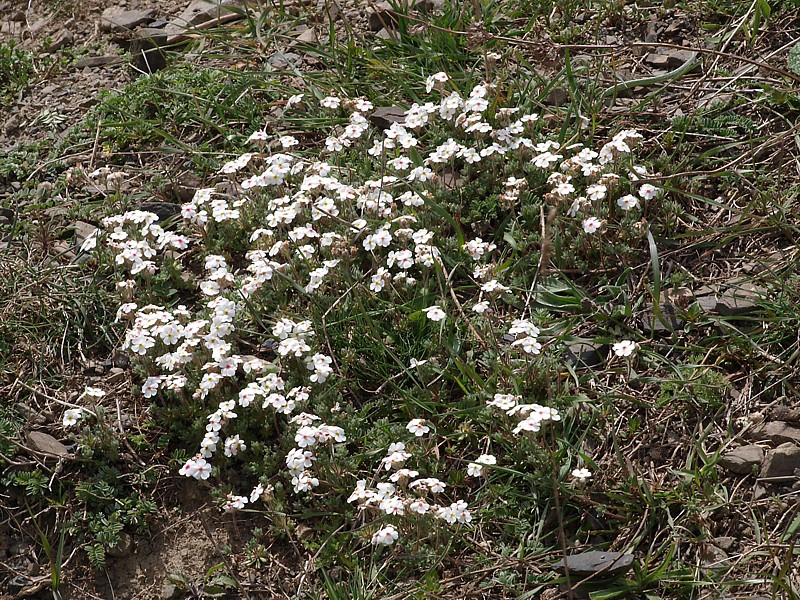 Image of Androsace lehmanniana specimen.