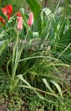 Tulipa clusiana