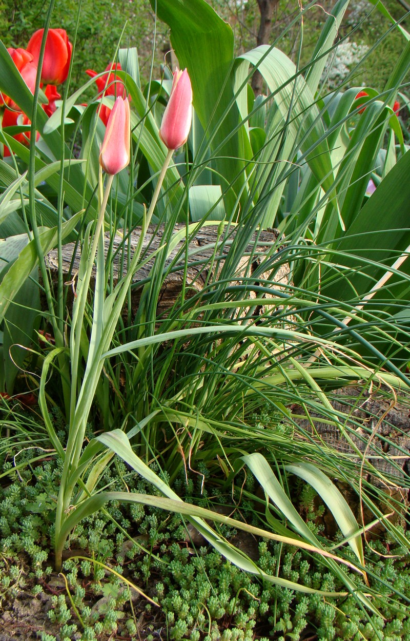 Image of Tulipa clusiana specimen.