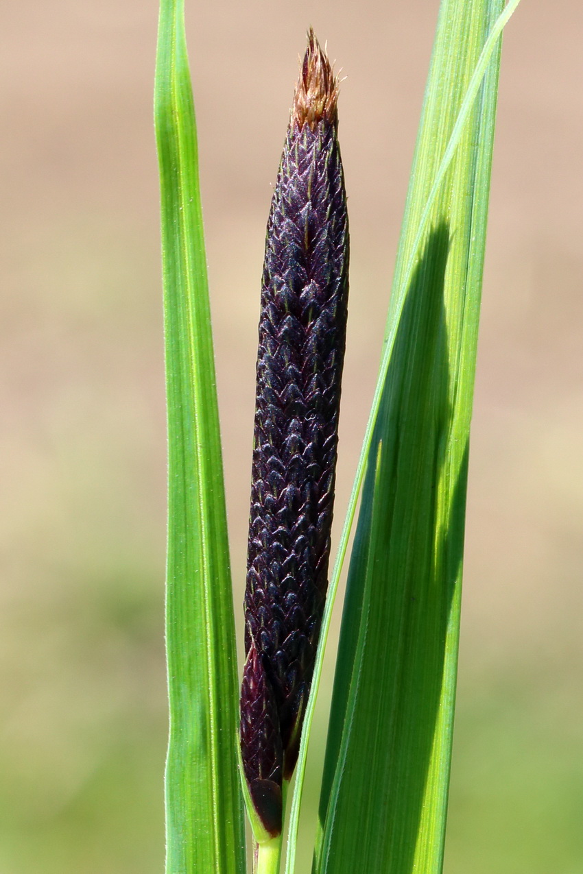 Изображение особи Carex &times; toezensis.