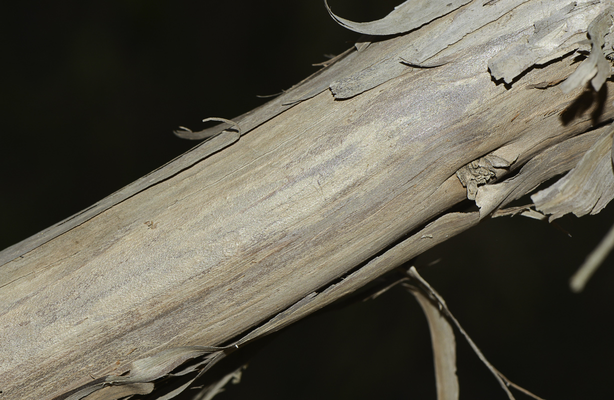 Изображение особи Melaleuca elliptica.