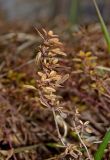 genus Thymus