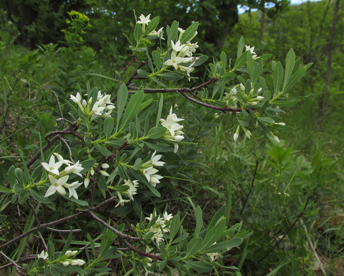 Image of Daphne taurica specimen.