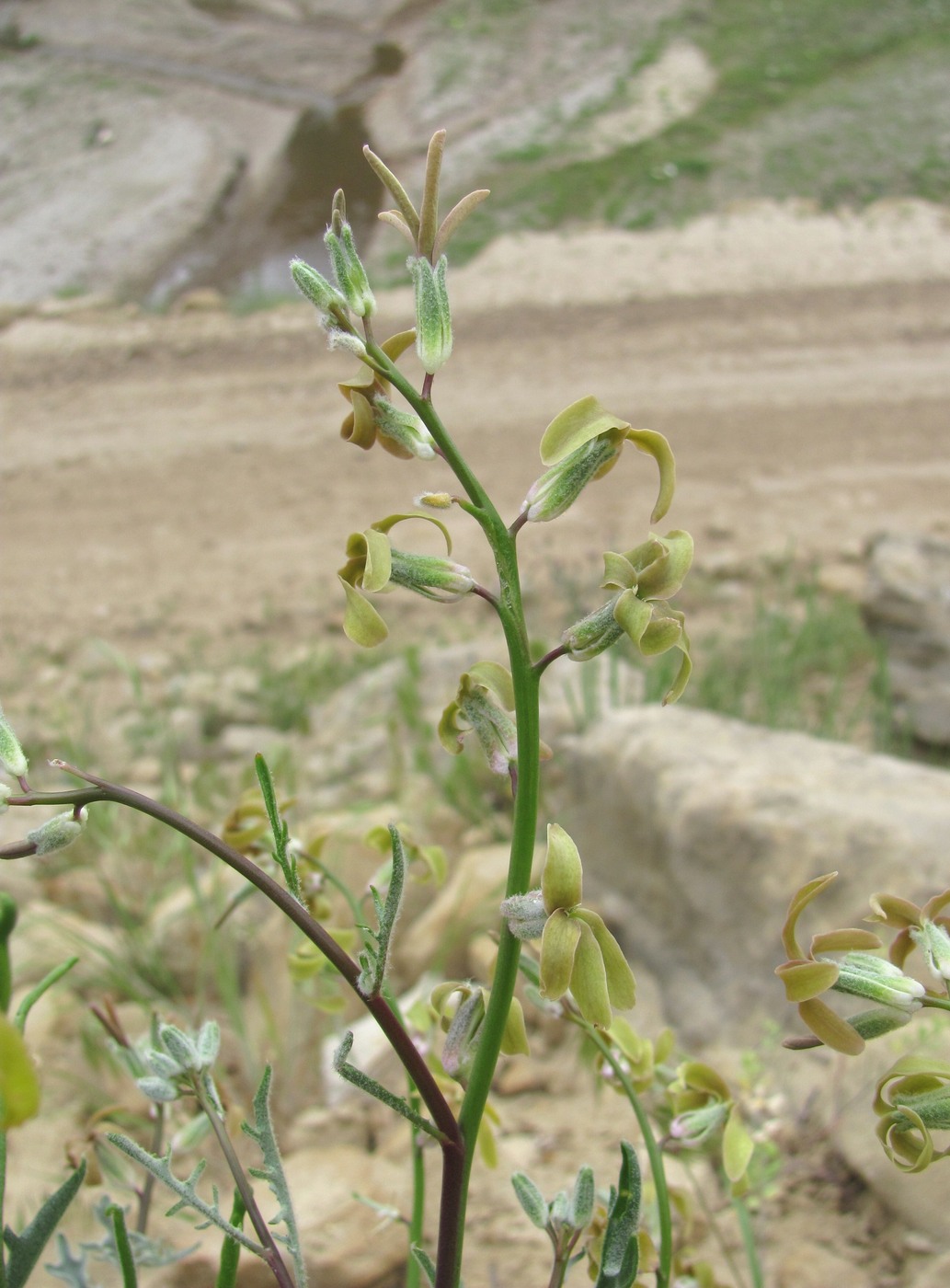 Изображение особи Matthiola daghestanica.