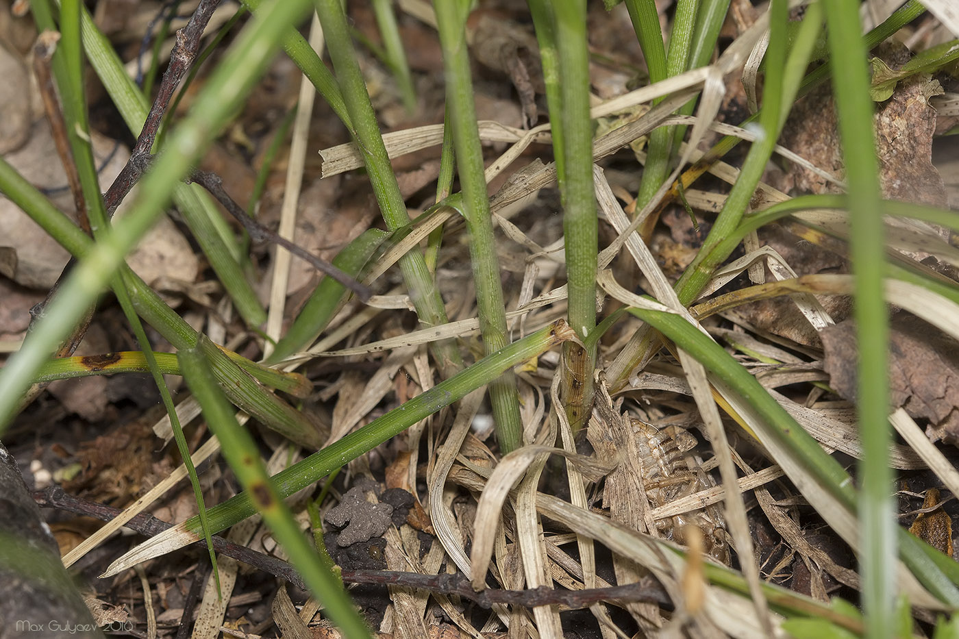 Image of Carex muricata specimen.