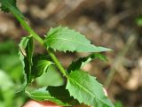 Hesperis matronalis. Часть побега. Республика Адыгея, долина р. Аминовка, широколистный лес. 29.04.2018.