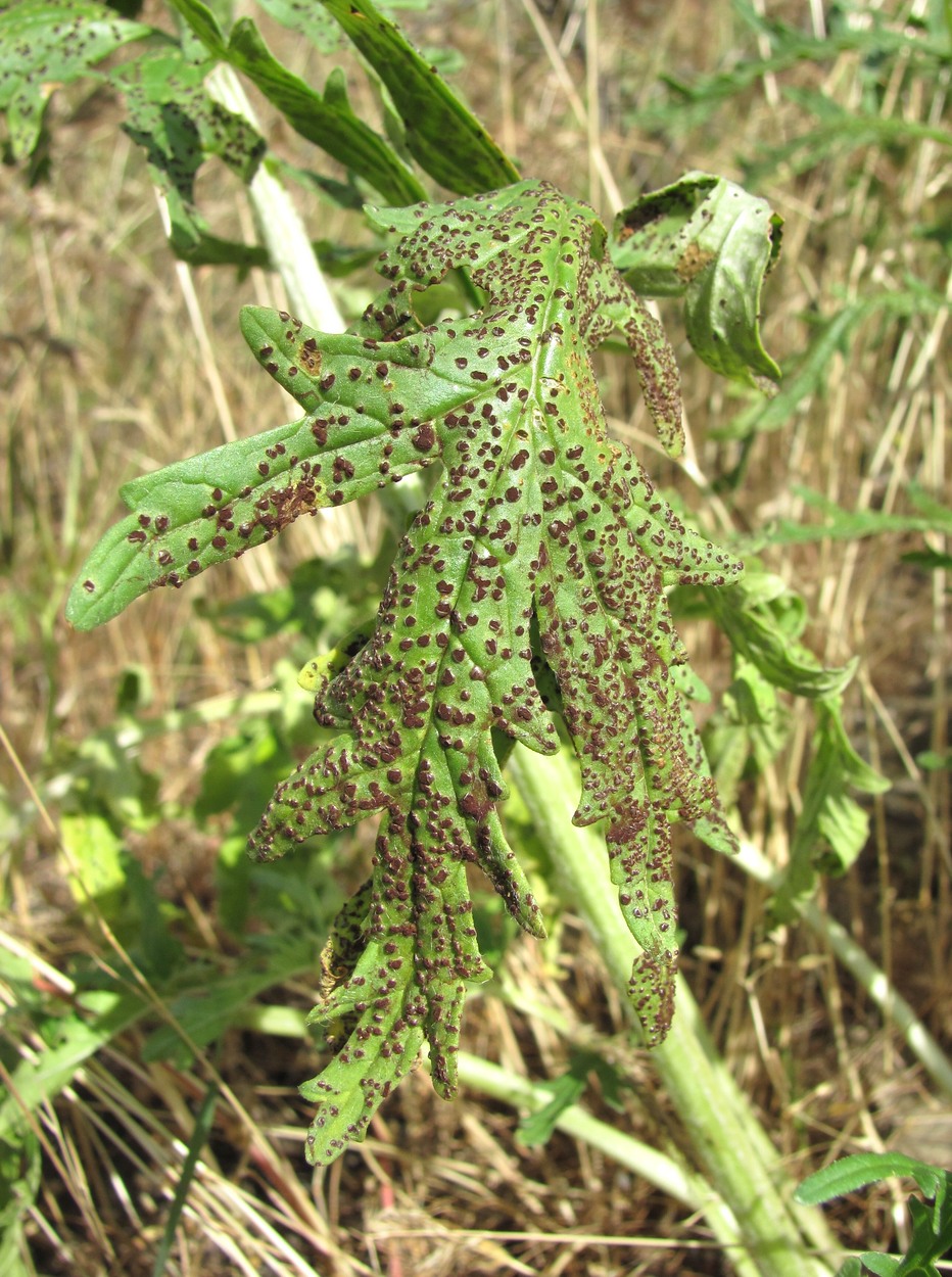 Image of Phlomoides laciniata specimen.