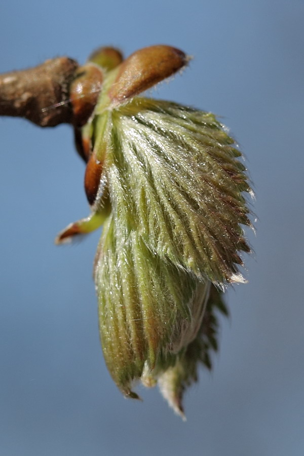 Image of Corylus avellana specimen.