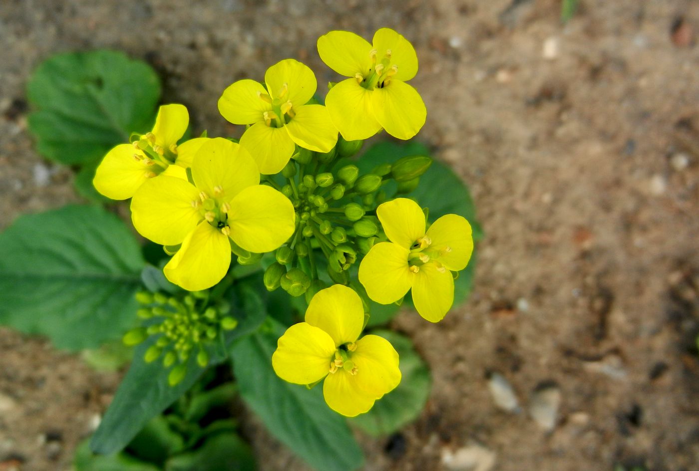 Изображение особи Brassica campestris.