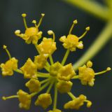 Ferula ovina. Часть соцветия. Кыргызстан, Чуйская обл., каньон Конорчек, 1550 м н.у.м, поросшая кустарниками осыпь по обочинам дороги перед выходом из каньона в р-не Красного моста. 19.05.2018.