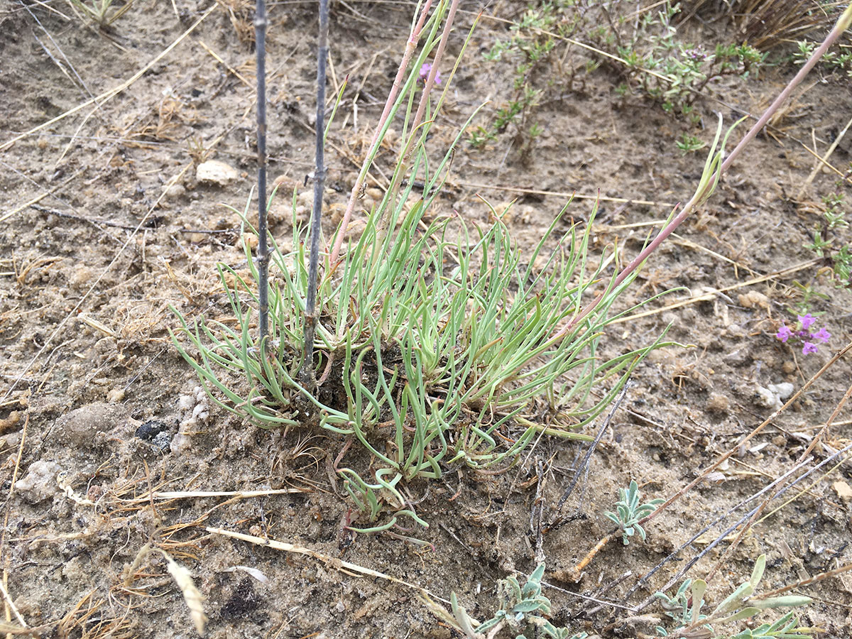 Изображение особи Gypsophila glomerata.