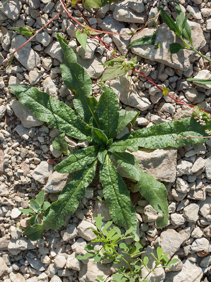 Image of Echium vulgare specimen.