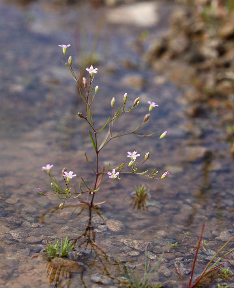 Изображение особи Psammophiliella muralis.