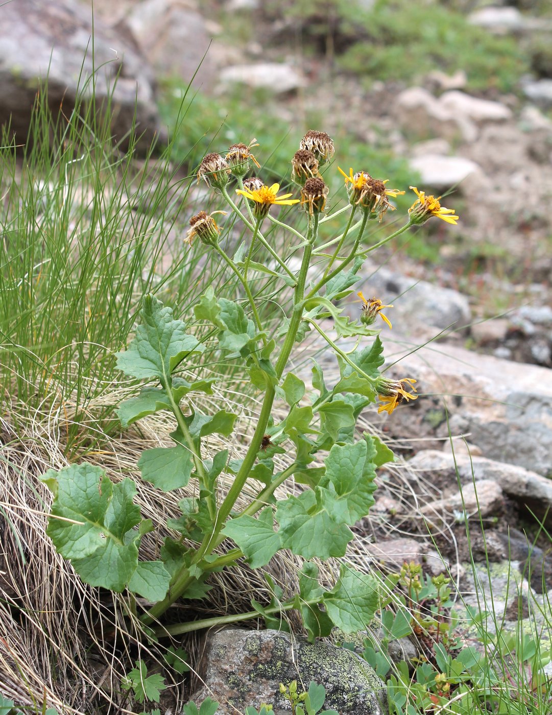 Изображение особи Senecio taraxacifolius.