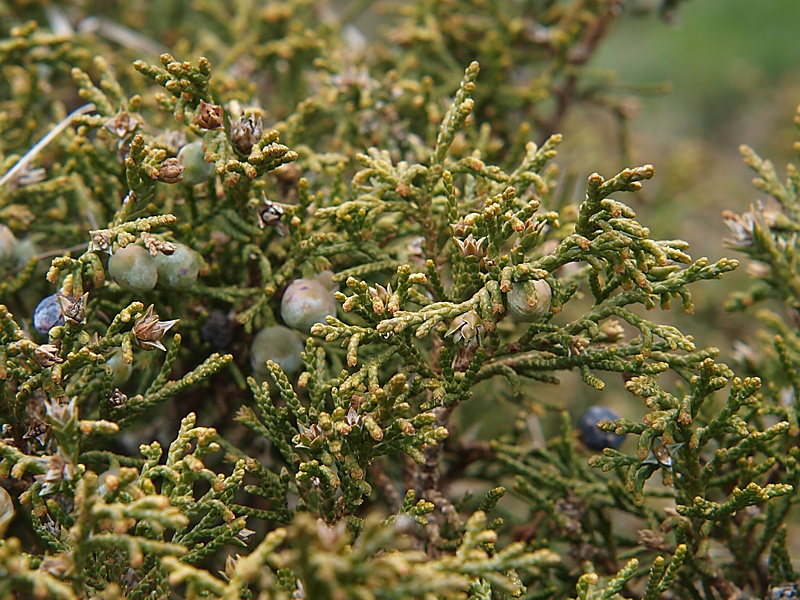 Image of Juniperus sabina specimen.