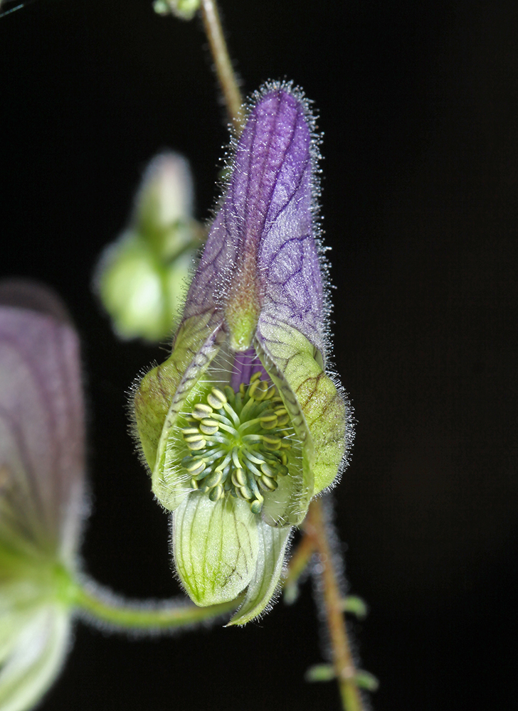 Изображение особи Aconitum stoloniferum.