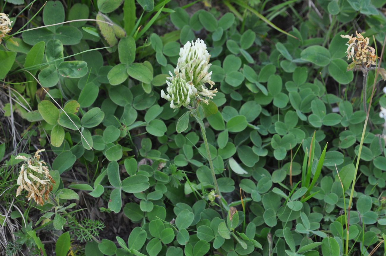Image of Trifolium canescens specimen.