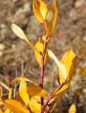 Salix saxatilis. Верхушка веточки с листьями в осенней окраске. Магаданская обл., г. Магадан, мкр-н Снежная Долина, на просеке склона сопки над долиной р. Дукча. 23.09.2018.