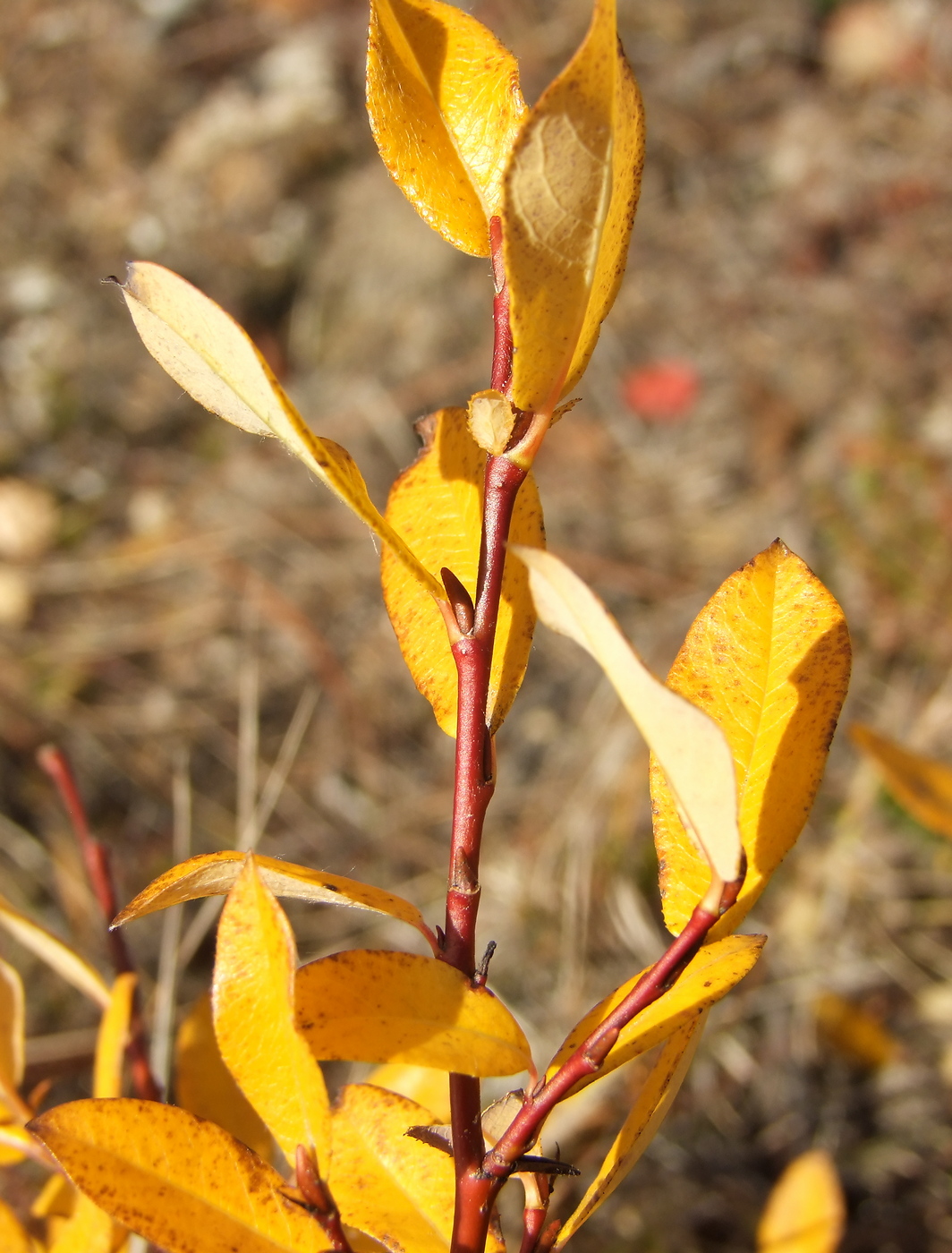 Изображение особи Salix saxatilis.