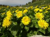 Doronicum altaicum