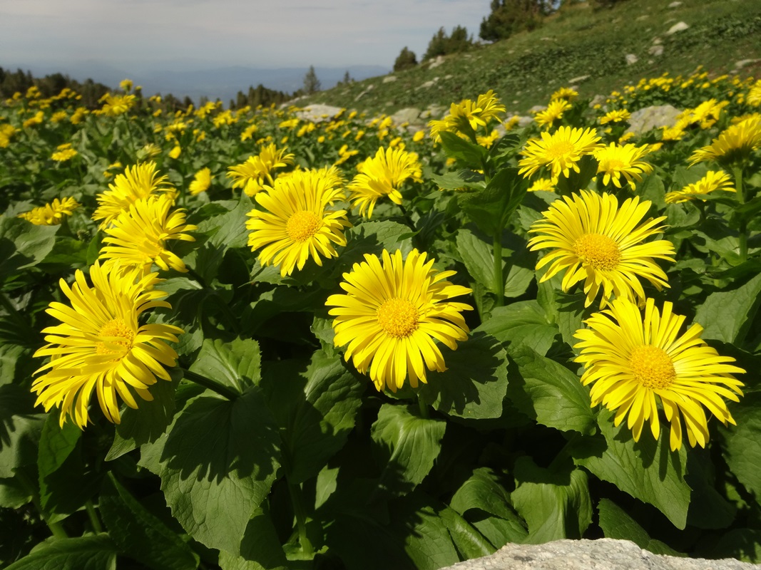 Изображение особи Doronicum altaicum.