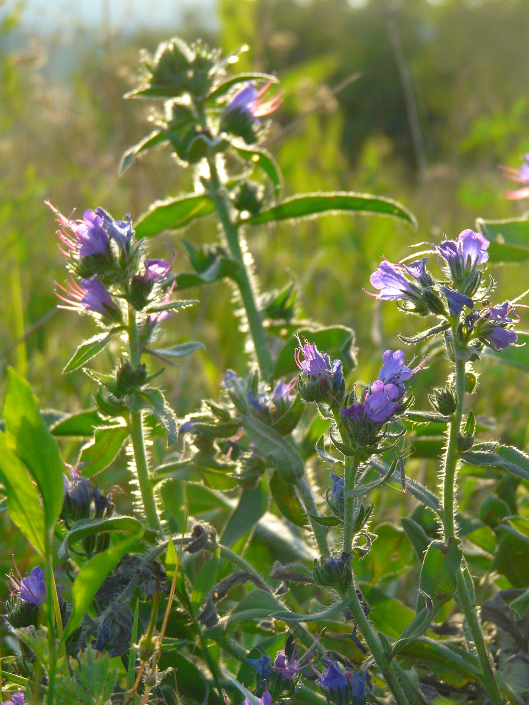 Изображение особи Echium vulgare.