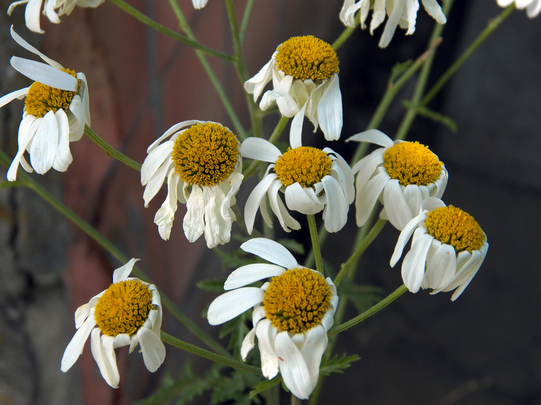 Изображение особи Pyrethrum corymbosum.