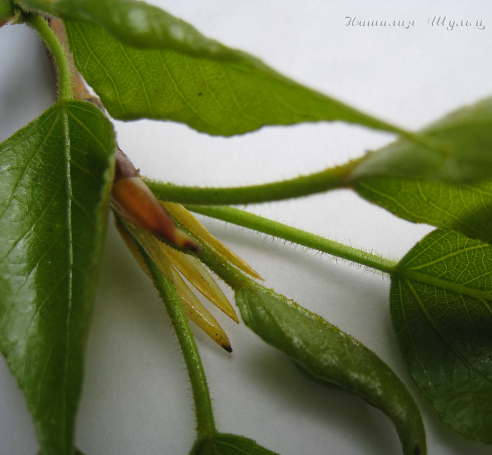 Image of Populus balsamifera specimen.