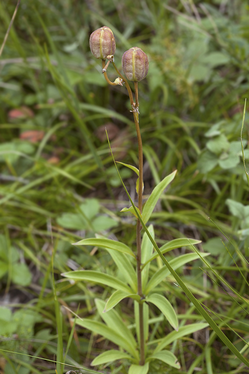 Image of Lilium pilosiusculum specimen.