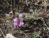 Astragalus angarensis subspecies ozjorensis. Цветущее растение. Иркутская обл., Боханский р-н, окр. с. Бохан, остепнённый луг. 06.05.2018.