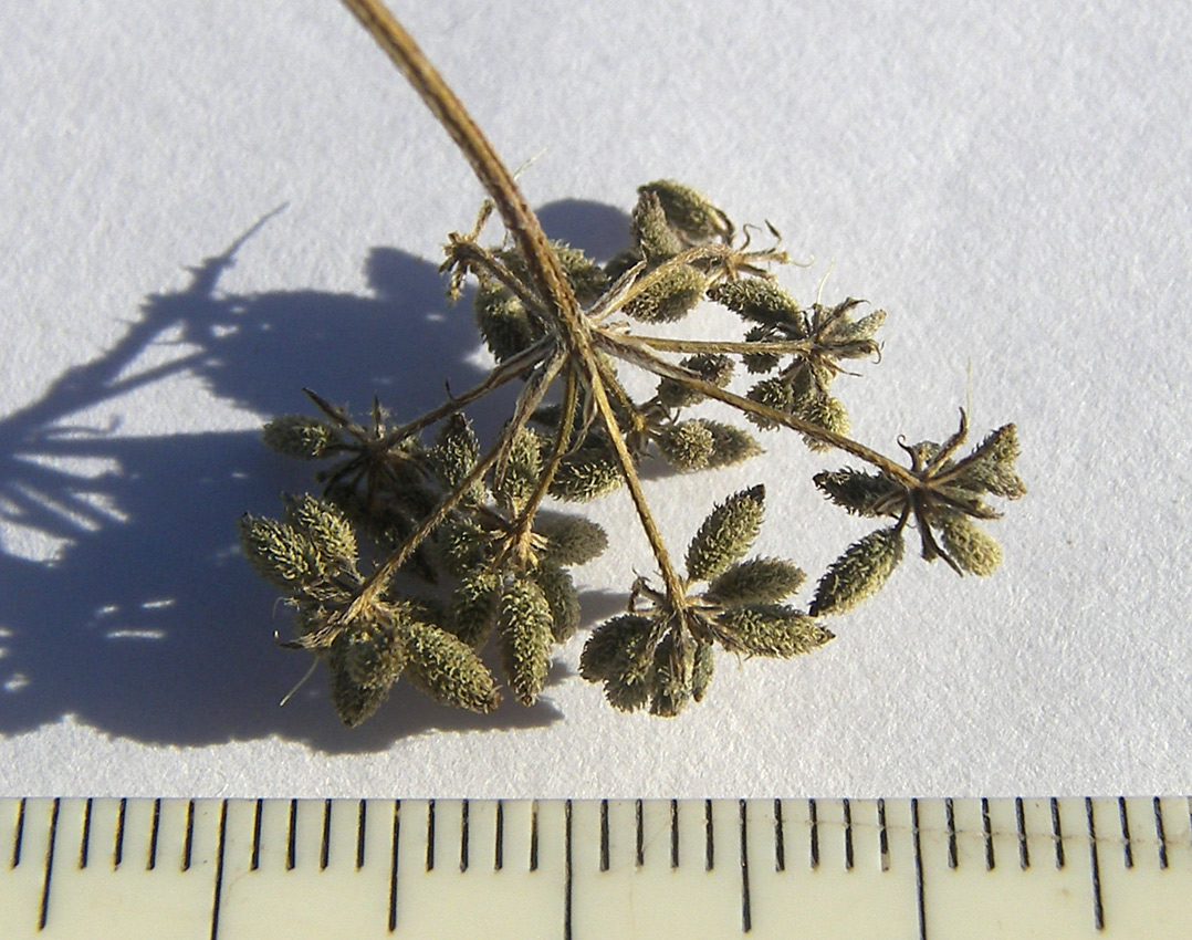 Image of Torilis japonica specimen.