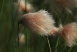 Eriophorum russeolum