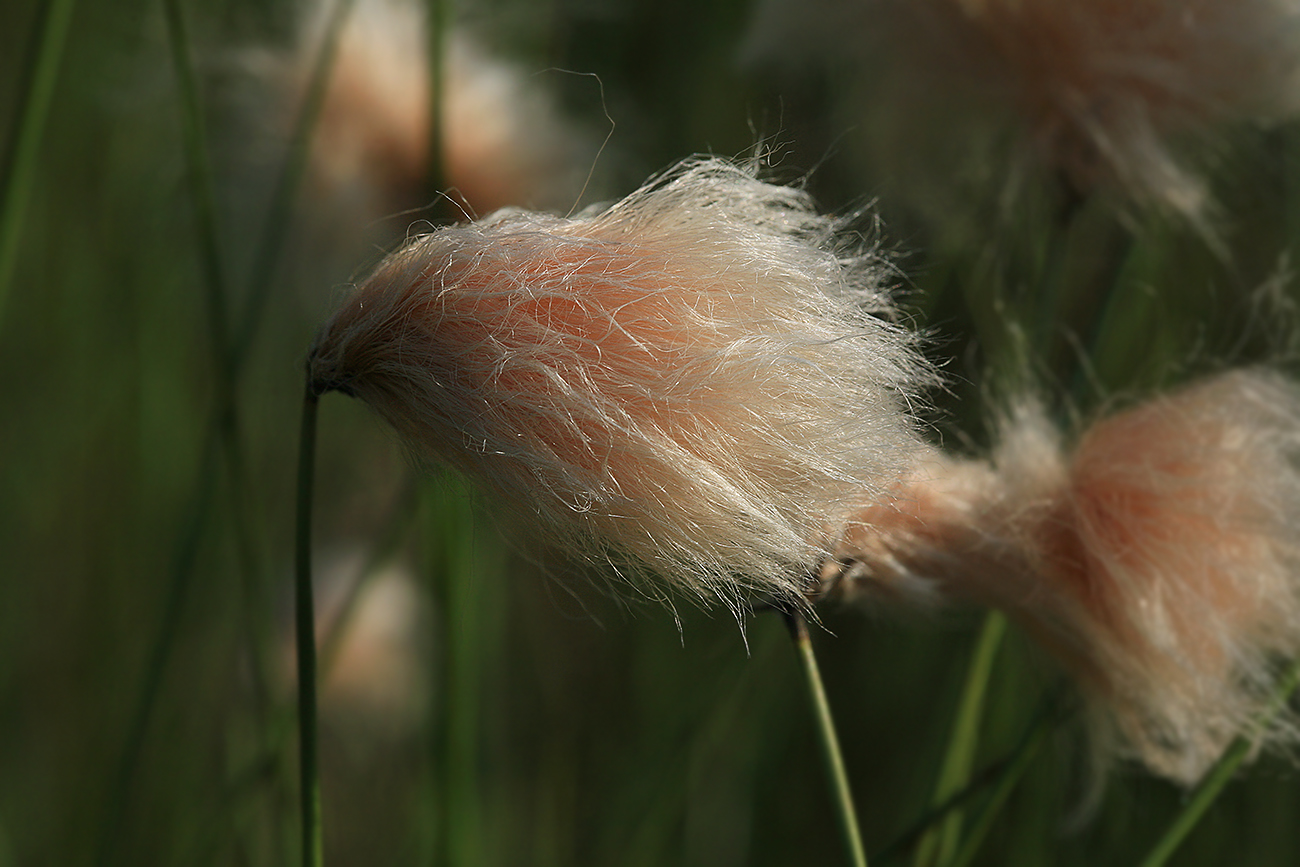 Изображение особи Eriophorum russeolum.