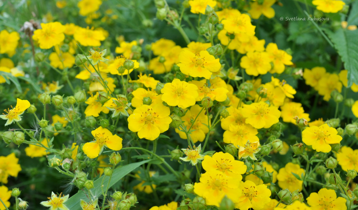 Image of Potentilla chrysantha specimen.