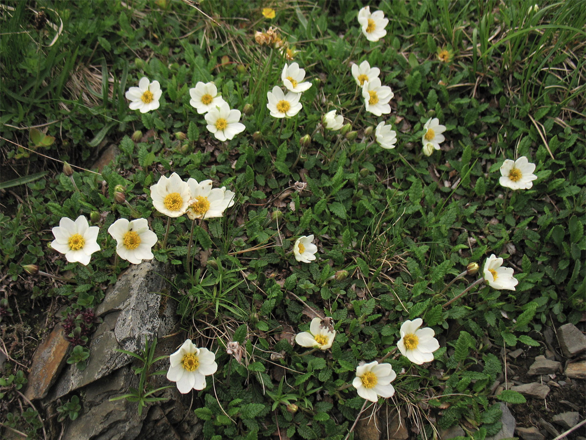 Изображение особи Dryas octopetala.